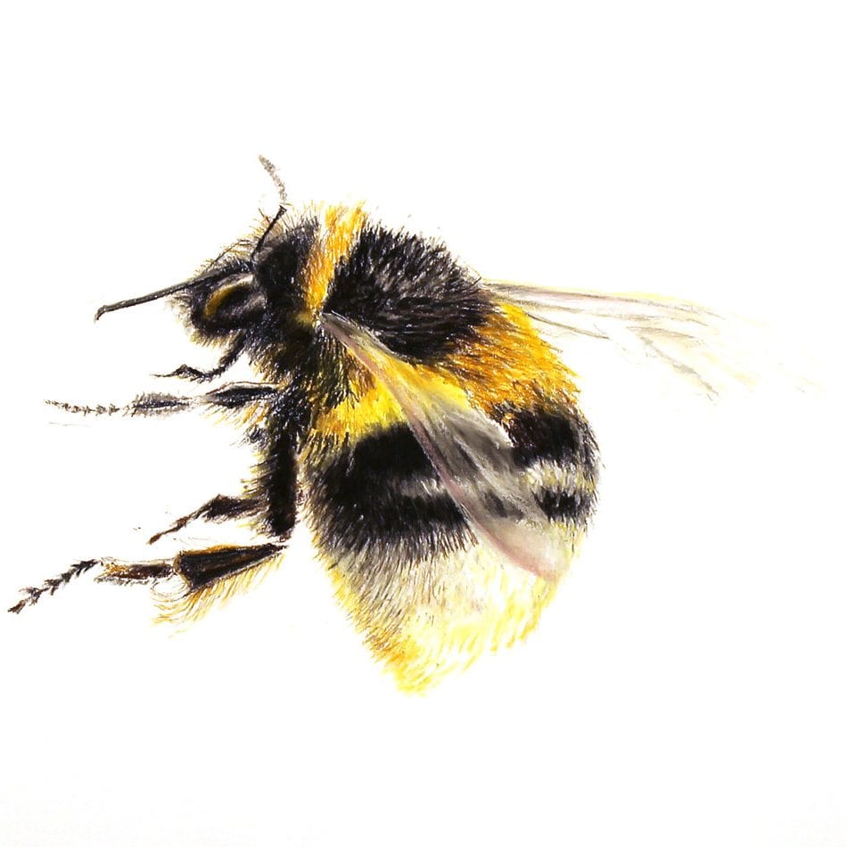 Nature Studies – Drawings by Sibéal Foyle at the West Vancouver Memorial Library