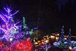 Canyon Lights