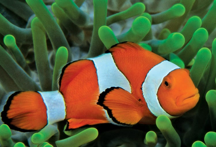 Celebrate Family Day at the Vancouver Aquarium