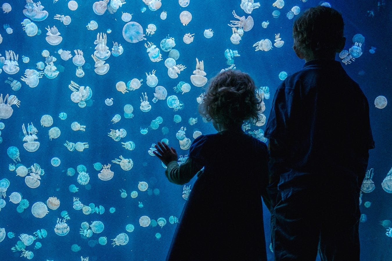 FamilyDay2019_MediaKit-1800x1200-01_Credit-Ocean-Wise_sm