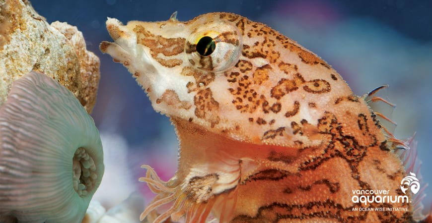 VanAqua_EasterPromo_DailyHive-870x405