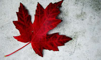 Canada Day Celebration