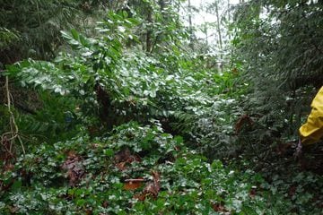 The Dale Park Restoration in West Vancouver