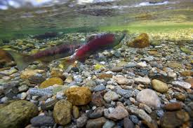 Journey of a Salmon Art Exhibition | September 22 – October 13