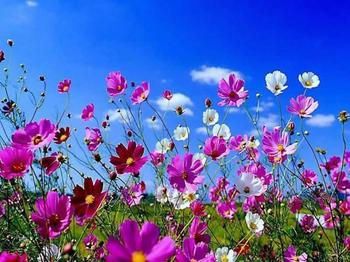 Nature Picnic