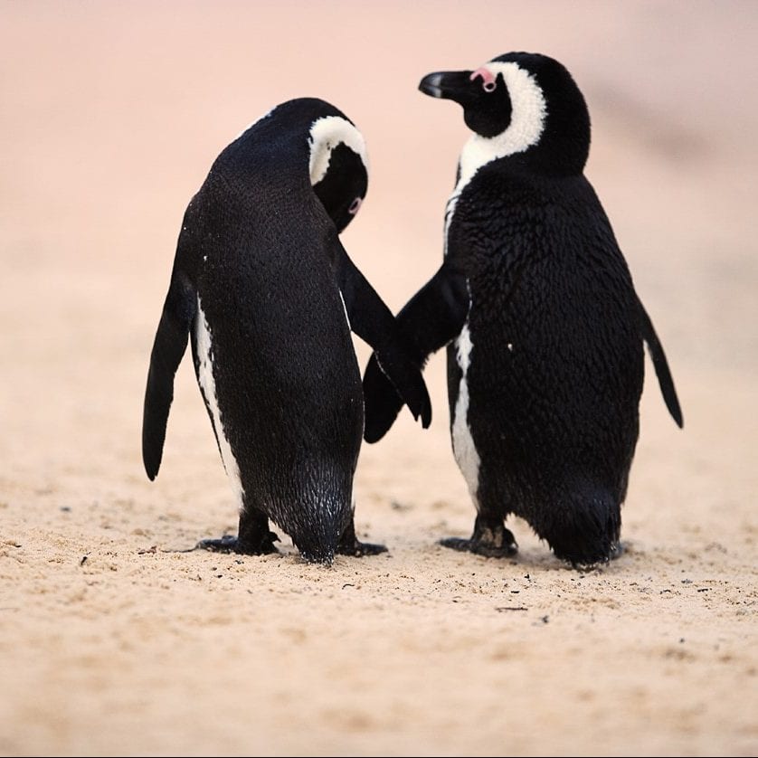 Celebrate Summer Love at Vancouver Aquarium’s After Hours – Adults Only