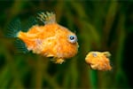 Water Babies: Parenting 101 at the Vancouver Aquarium