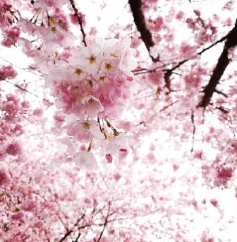The Vancouver Cherry Blossom Festival